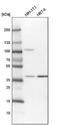 Methylenetetrahydrofolate Dehydrogenase (NADP+ Dependent) 2 Like antibody, NBP1-82663, Novus Biologicals, Western Blot image 