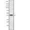 Growth Differentiation Factor 1 antibody, abx215580, Abbexa, Western Blot image 