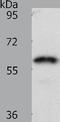Frizzled-2 antibody, TA321354, Origene, Western Blot image 