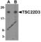 TSC22 Domain Family Member 3 antibody, 7221, ProSci, Western Blot image 