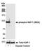 Tripartite Motif Containing 28 antibody, NB100-2350, Novus Biologicals, Western Blot image 