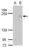 RB1 Inducible Coiled-Coil 1 antibody, PA5-35962, Invitrogen Antibodies, Western Blot image 