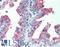 CUB Domain Containing Protein 1 antibody, LS-A8447, Lifespan Biosciences, Immunohistochemistry frozen image 
