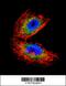 Acetylcholinesterase antibody, A03519-1, Boster Biological Technology, Immunofluorescence image 