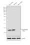 Phospholamban antibody, PA5-26004, Invitrogen Antibodies, Western Blot image 