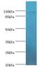 Myosin XIX antibody, LS-C371715, Lifespan Biosciences, Western Blot image 