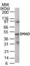 SMAD Family Member 1 antibody, PA1-41238, Invitrogen Antibodies, Western Blot image 