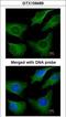 Keratin 8 antibody, GTX109489, GeneTex, Immunocytochemistry image 