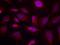 Activating Transcription Factor 2 antibody, orb14766, Biorbyt, Immunofluorescence image 