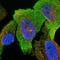 Phosphatase And Actin Regulator 2 antibody, NBP1-86744, Novus Biologicals, Immunofluorescence image 