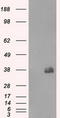 Fc Fragment Of IgG Receptor IIa antibody, LS-C114747, Lifespan Biosciences, Western Blot image 