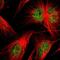 Sp2 Transcription Factor antibody, PA5-51907, Invitrogen Antibodies, Immunofluorescence image 