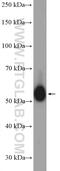 Torsin 1A Interacting Protein 1 antibody, 21459-1-AP, Proteintech Group, Western Blot image 