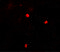 Kelch Like ECH Associated Protein 1 antibody, 7045, ProSci, Immunofluorescence image 