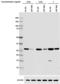 High Mobility Group Box 1 antibody, 651411, BioLegend, Western Blot image 