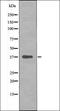 CCAAT Enhancer Binding Protein Alpha antibody, orb335705, Biorbyt, Western Blot image 