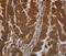 NPR2 Like, GATOR1 Complex Subunit antibody, MBS2522182, MyBioSource, Immunohistochemistry frozen image 