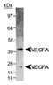 VEGF antibody, NB100-2381, Novus Biologicals, Western Blot image 