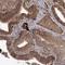 WW Domain Binding Protein 1 Like antibody, HPA037635, Atlas Antibodies, Immunohistochemistry paraffin image 