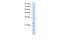 Polyamine Modulated Factor 1 antibody, A08465, Boster Biological Technology, Western Blot image 