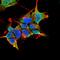 Mitofusin 1 antibody, orb374285, Biorbyt, Immunofluorescence image 