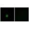 Gn6st-5 antibody, A04511, Boster Biological Technology, Immunohistochemistry frozen image 