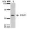 Protein Disulfide Isomerase Family A Member 3 antibody, LS-C774011, Lifespan Biosciences, Western Blot image 