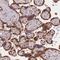 Transmembrane P24 Trafficking Protein 3 antibody, NBP2-13439, Novus Biologicals, Immunohistochemistry frozen image 