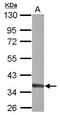 Three Prime Repair Exonuclease 1 antibody, PA5-29921, Invitrogen Antibodies, Western Blot image 