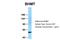 Betaine--Homocysteine S-Methyltransferase antibody, ARP41474_T100, Aviva Systems Biology, Western Blot image 