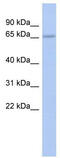 Zinc Finger Protein 248 antibody, TA345319, Origene, Western Blot image 