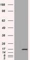 Tetratricopeptide Repeat Domain 32 antibody, TA501337S, Origene, Western Blot image 