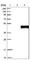 ELL-associated factor 2 antibody, HPA008411, Atlas Antibodies, Western Blot image 