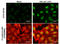 Protein Kinase, DNA-Activated, Catalytic Subunit antibody, GTX132794, GeneTex, Immunocytochemistry image 
