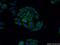 Sarcolipin antibody, 18395-1-AP, Proteintech Group, Immunofluorescence image 