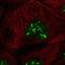 Ly1 Antibody Reactive antibody, PA5-57444, Invitrogen Antibodies, Immunofluorescence image 