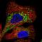 Transmembrane Protein 106B antibody, HPA058342, Atlas Antibodies, Immunofluorescence image 