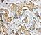 ATPase Sarcoplasmic/Endoplasmic Reticulum Ca2+ Transporting 2 antibody, PA5-78836, Invitrogen Antibodies, Immunohistochemistry frozen image 
