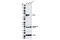 Neurofibromin 2 antibody, 12888S, Cell Signaling Technology, Western Blot image 