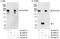 SPT6 Homolog, Histone Chaperone And Transcription Elongation Factor antibody, A300-803A, Bethyl Labs, Immunoprecipitation image 