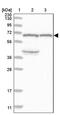 Kelch Like Family Member 36 antibody, PA5-54794, Invitrogen Antibodies, Western Blot image 