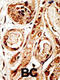 SUMO Specific Peptidase 3 antibody, abx026748, Abbexa, Immunohistochemistry paraffin image 