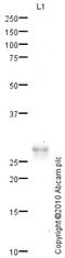 Prodynorphin antibody, ab82509, Abcam, Western Blot image 