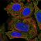 Inducible T Cell Costimulator Ligand antibody, NBP2-68606, Novus Biologicals, Immunocytochemistry image 