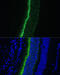 G Protein Subunit Gamma Transducin 1 antibody, 16-174, ProSci, Immunofluorescence image 