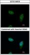 Importin 5 antibody, GTX114515, GeneTex, Immunocytochemistry image 