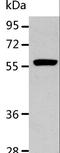 Aldehyde Dehydrogenase 1 Family Member A2 antibody, LS-C406112, Lifespan Biosciences, Western Blot image 