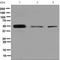 Plasminogen Activator, Urokinase antibody, ab133563, Abcam, Western Blot image 