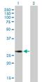Nucleolar And Spindle Associated Protein 1 antibody, H00051203-B01P, Novus Biologicals, Western Blot image 