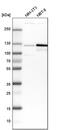 Rho Guanine Nucleotide Exchange Factor 1 antibody, PA5-53011, Invitrogen Antibodies, Western Blot image 